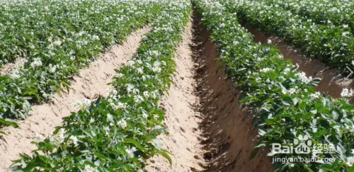 夏季马铃薯的种植技术