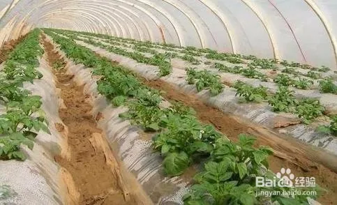 夏季马铃薯的种植技术