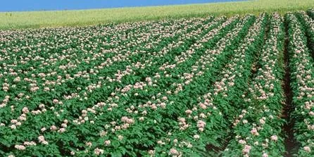 夏季马铃薯的种植技术