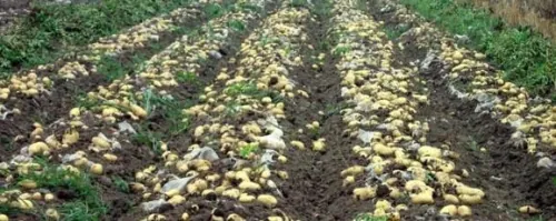 夏季马铃薯的种植技术