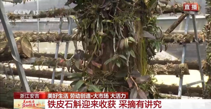 铁皮石斛盆栽的种植方法