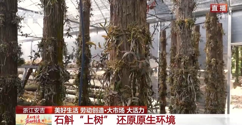 铁皮石斛盆栽的种植方法