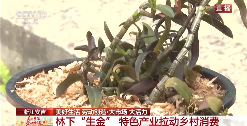 铁皮石斛盆栽的种植方法