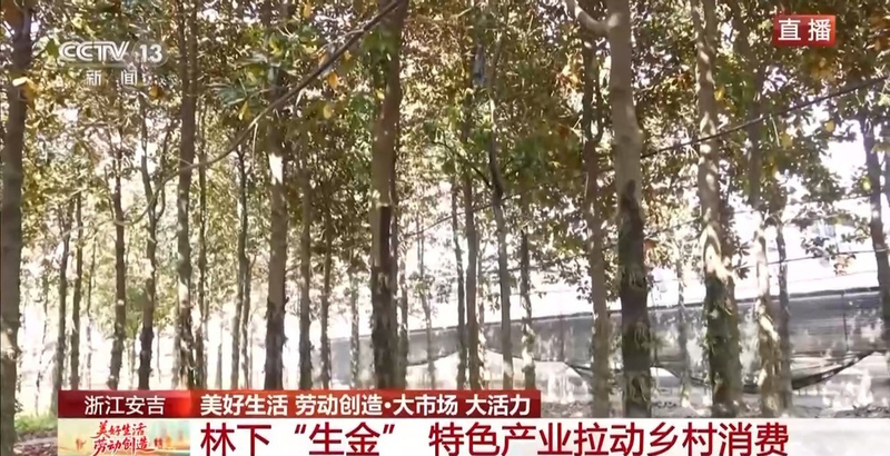 铁皮石斛盆栽的种植方法