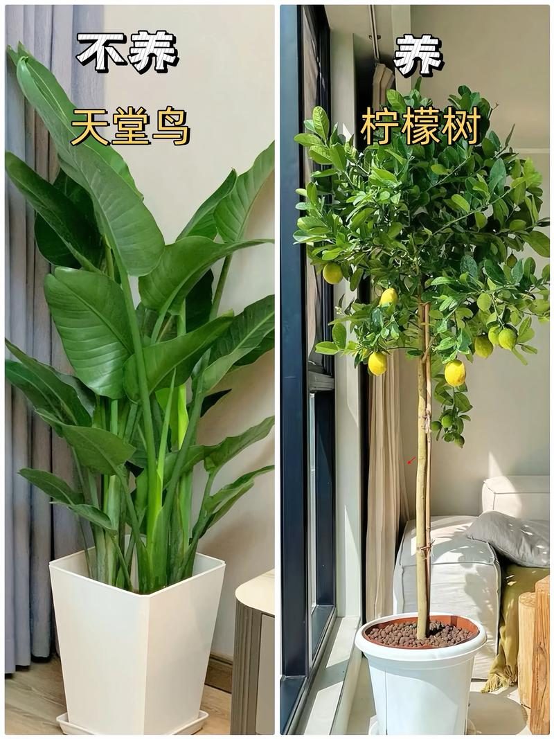 室内种植的植物