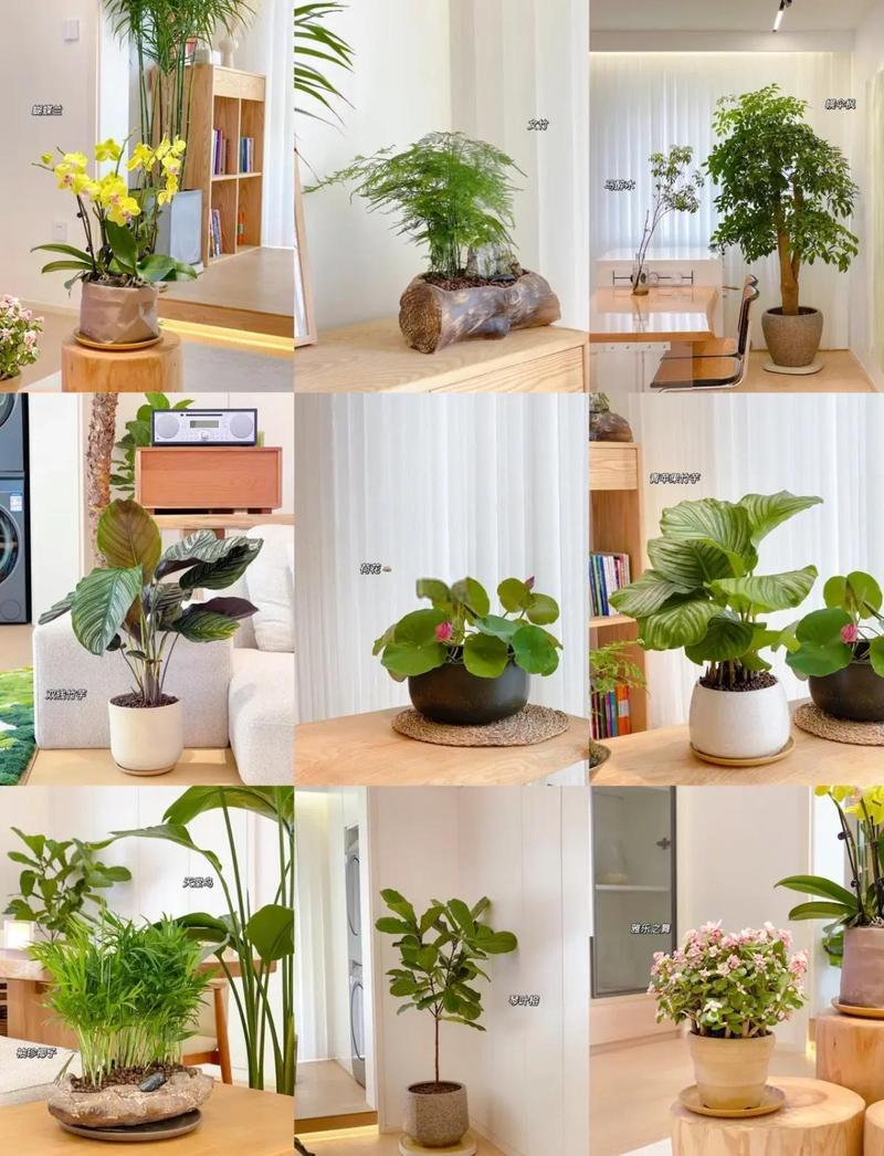 室内种植的植物