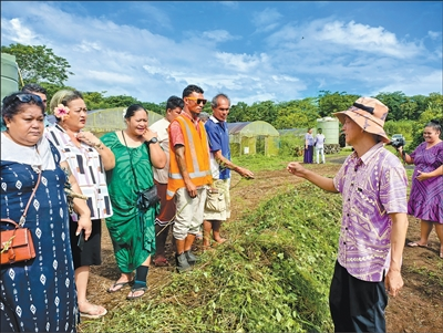 大棚西瓜种植技术视频