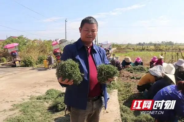 迷迭香种植方法
