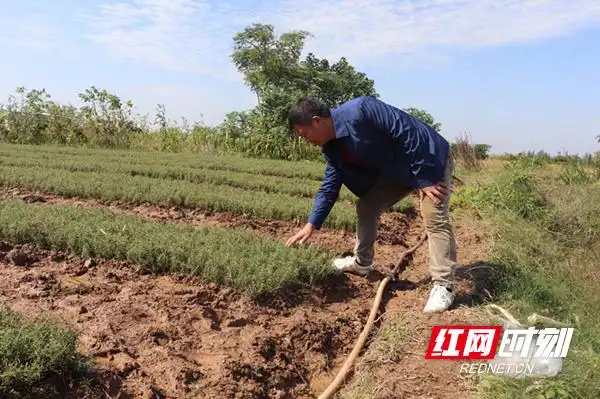迷迭香种植方法