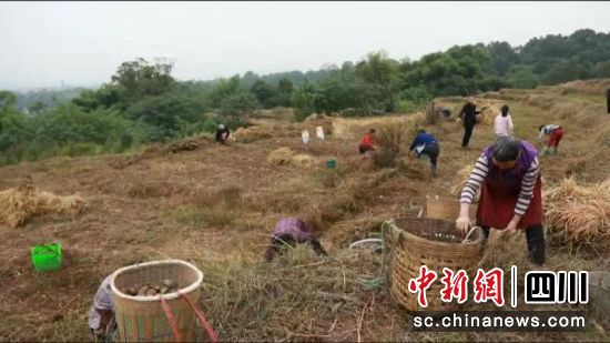 土豆的种植技术视频