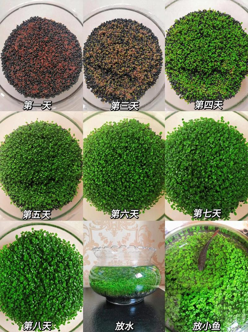 水草种植方法图解