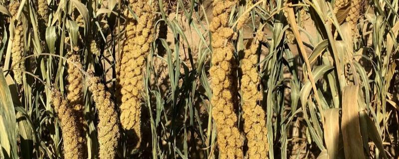 中国最早种植什么植物