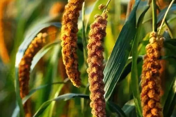 中国最早种植什么植物