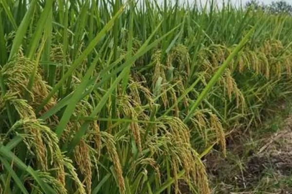 中国最早种植什么植物