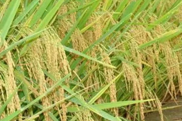 中国最早种植什么植物