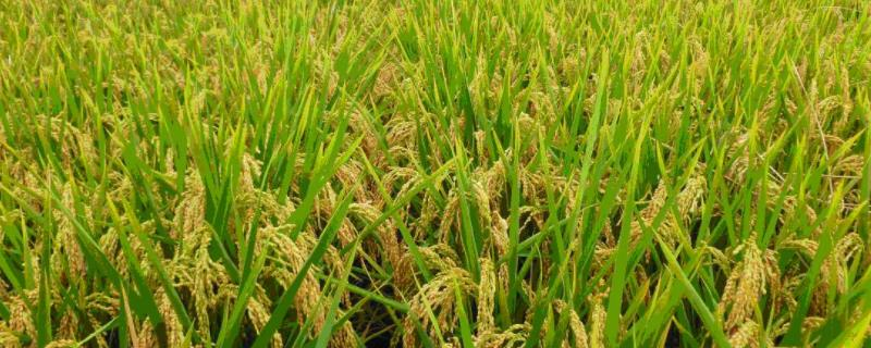 中国最早种植什么植物