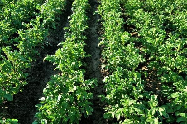 土豆的种植技术视频