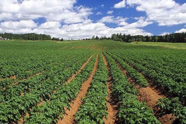 土豆的种植技术视频