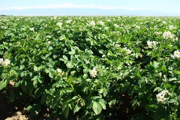 土豆的种植技术视频