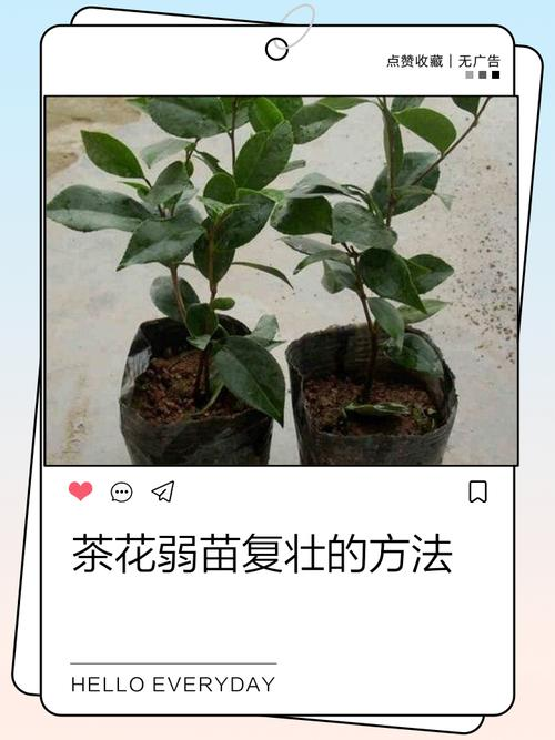 茶花的种植方法