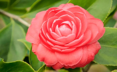 茶花的种植方法