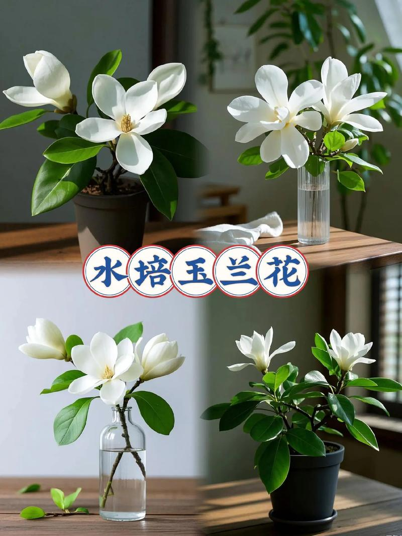 玉兰种子种植技术