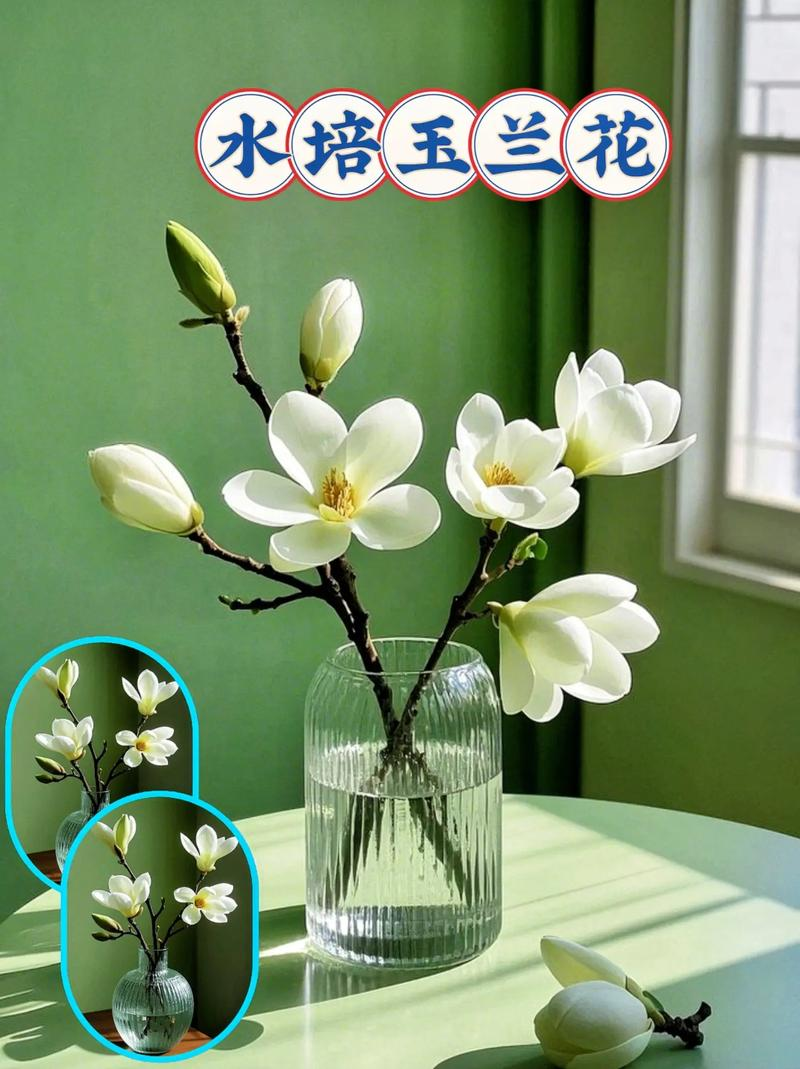 玉兰种子种植技术