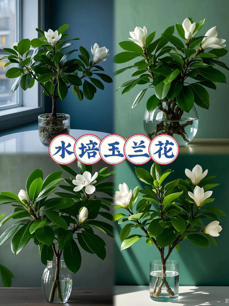 玉兰种子种植技术