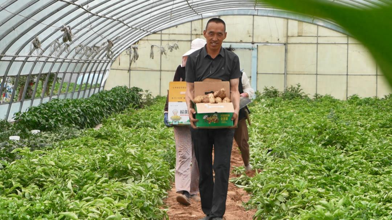 黑龙江马铃薯种植技术