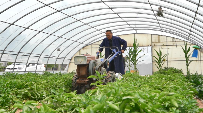 黑龙江马铃薯种植技术