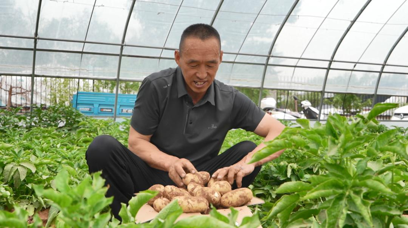 黑龙江马铃薯种植技术