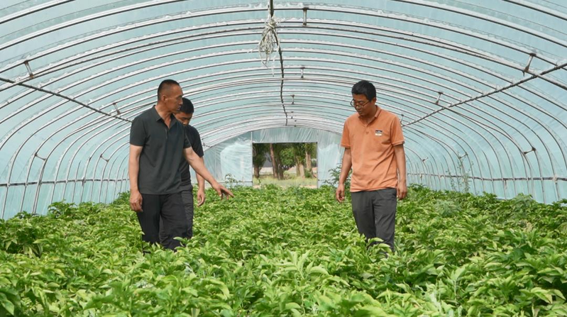 黑龙江马铃薯种植技术