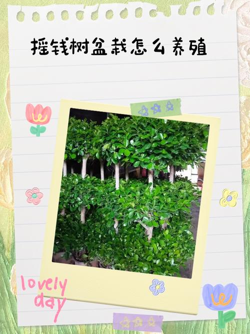 摇钱树苗种植方法