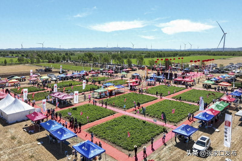 黑龙江马铃薯种植技术