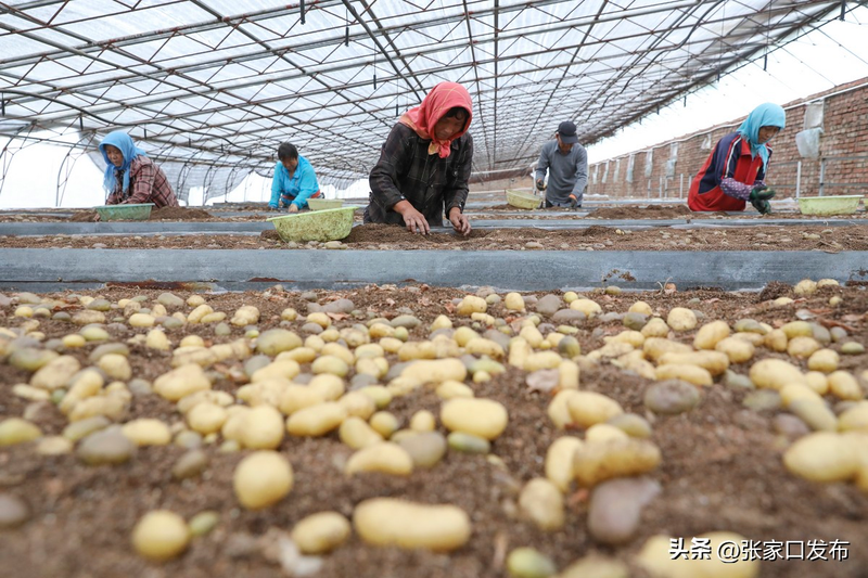 黑龙江马铃薯种植技术