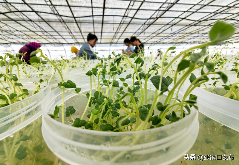 黑龙江马铃薯种植技术