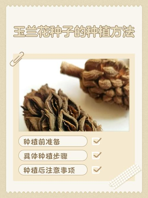 玉兰种子种植技术