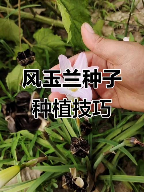 玉兰种子种植技术