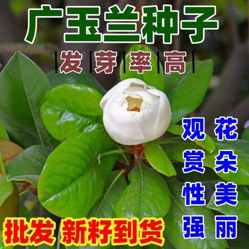 玉兰种子种植技术