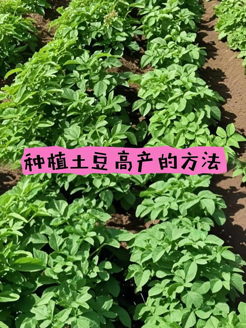 夏季马铃薯的种植技术