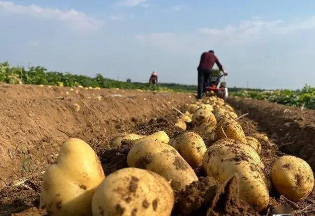 土豆的种植技术视频