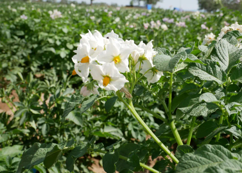 土豆的种植技术视频