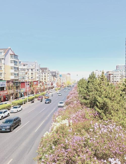 丁香花种植方法