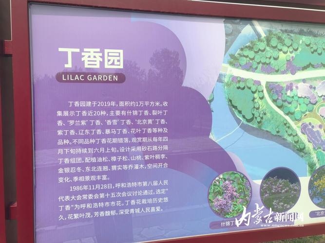 丁香花种植方法