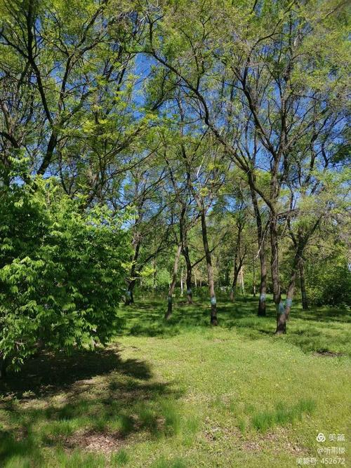 丁香花种植方法
