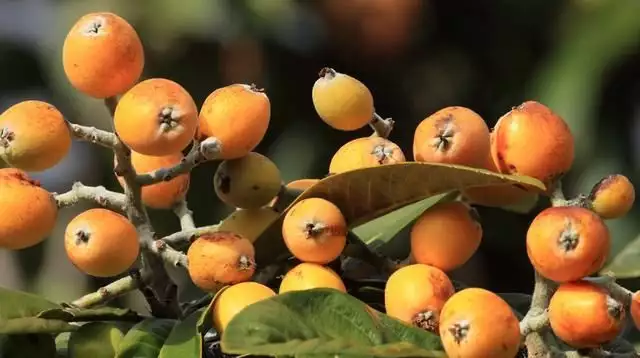 农广天地枇杷种植技术