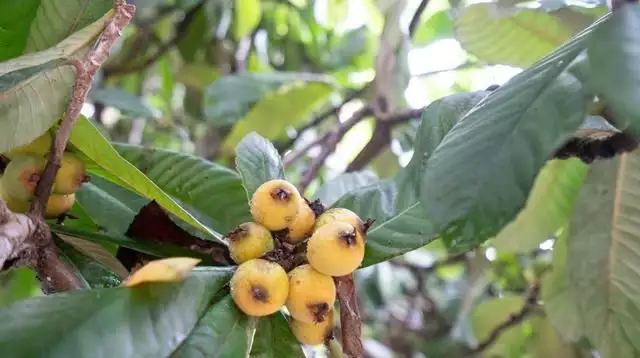 农广天地枇杷种植技术