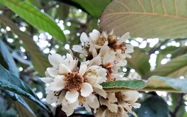 农广天地枇杷种植技术