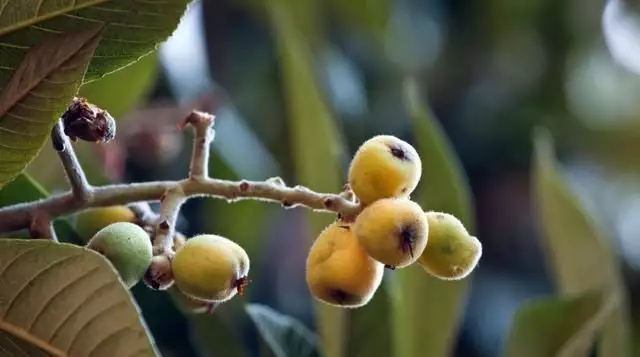 农广天地枇杷种植技术
