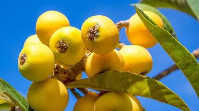 农广天地枇杷种植技术